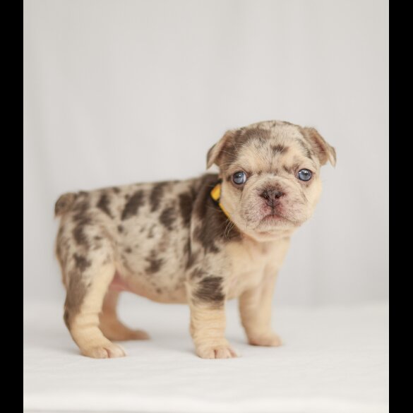 French Bulldog