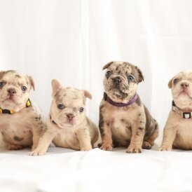 French Bulldog