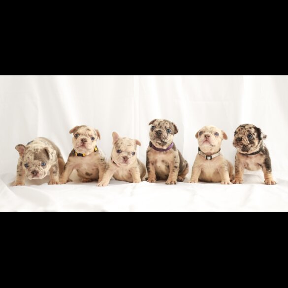 French Bulldog