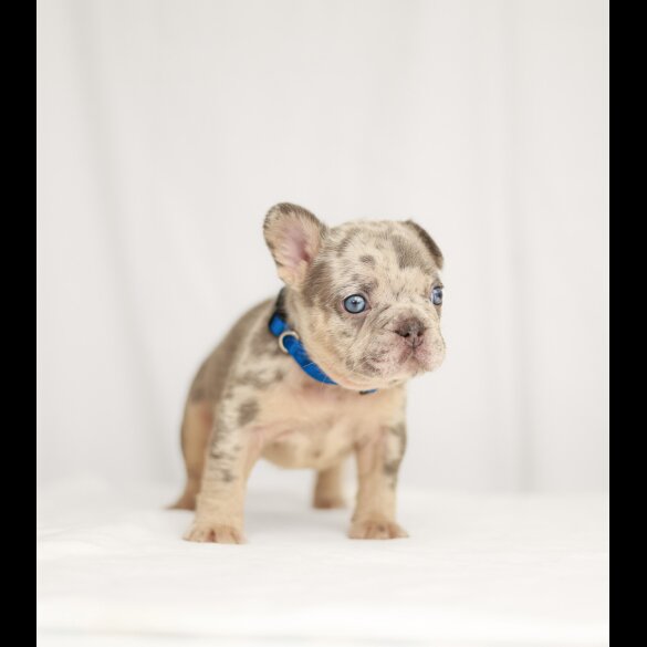 French Bulldog