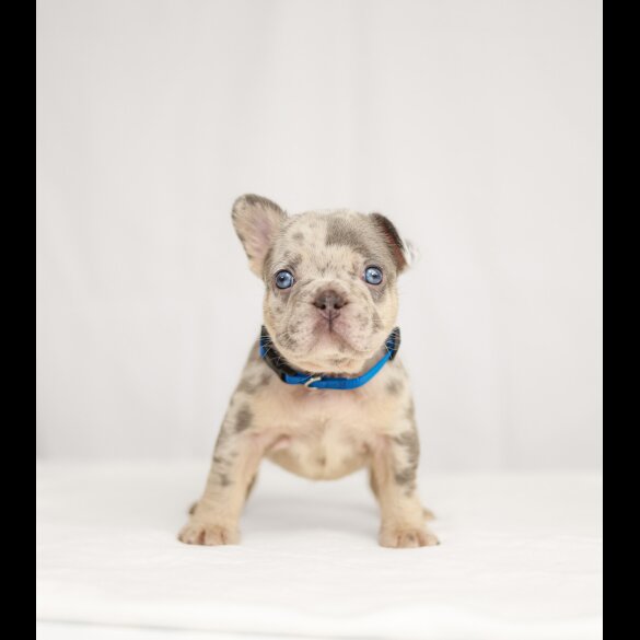 French Bulldog