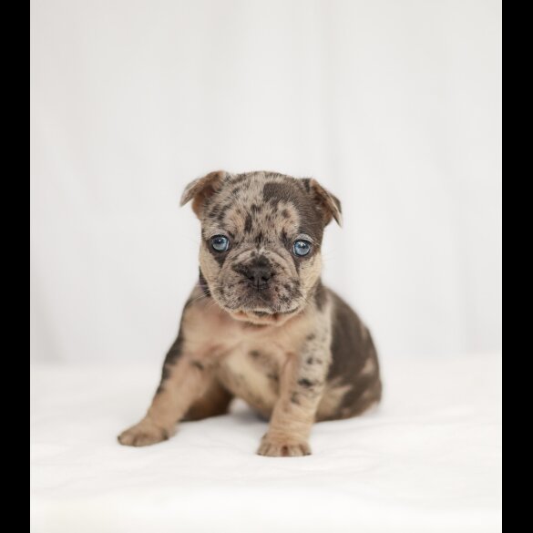 French Bulldog