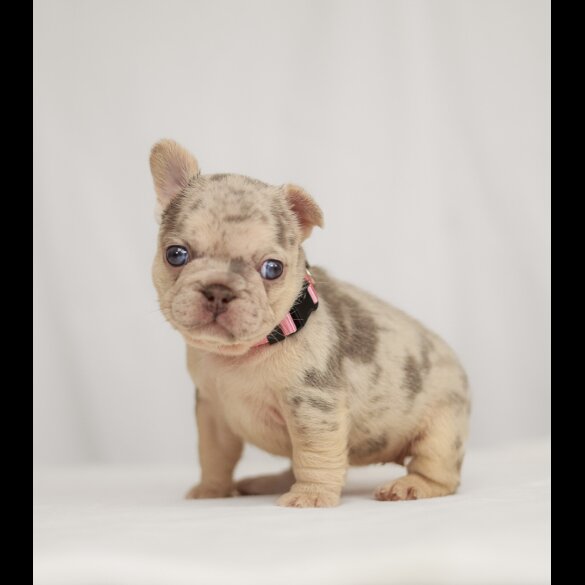 French Bulldog