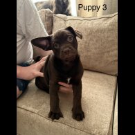 German Shepherd (Alsatian)