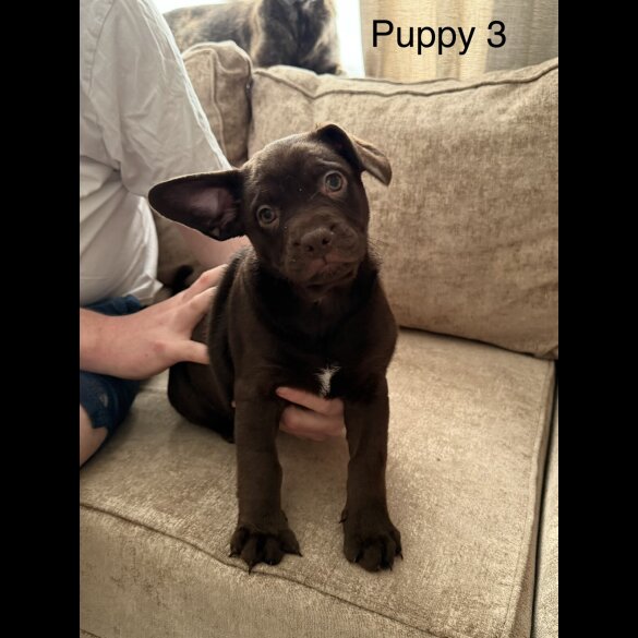 German Shepherd (Alsatian)