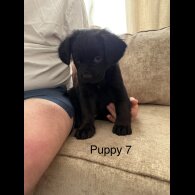 German Shepherd (Alsatian)