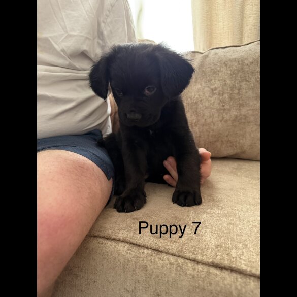 German Shepherd (Alsatian)