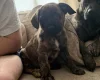 German Shepherd (Alsatian)