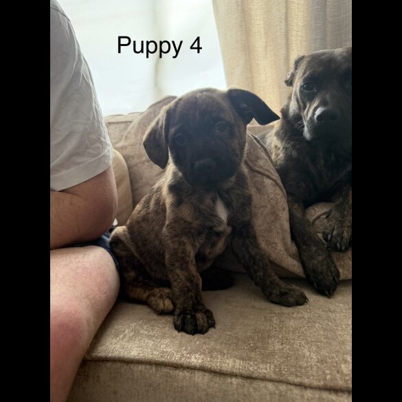 German Shepherd (Alsatian)