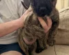 German Shepherd (Alsatian)