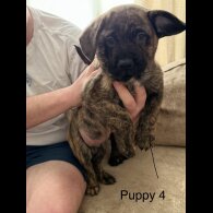 German Shepherd (Alsatian)