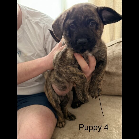 German Shepherd (Alsatian)