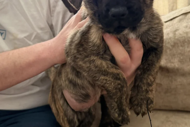 German Shepherd (Alsatian)