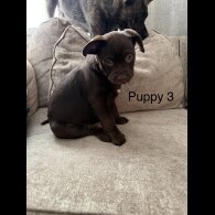 German Shepherd (Alsatian)