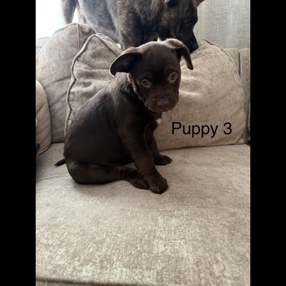 German Shepherd (Alsatian)