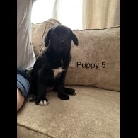 German Shepherd (Alsatian)