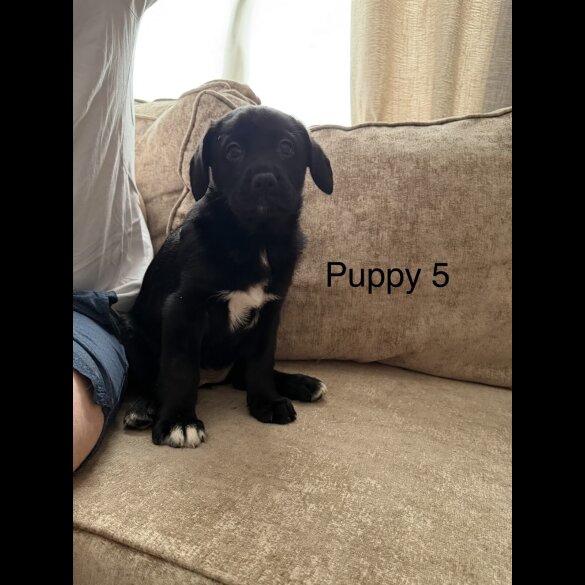 German Shepherd (Alsatian)