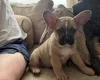 German Shepherd (Alsatian)