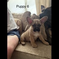 German Shepherd (Alsatian)