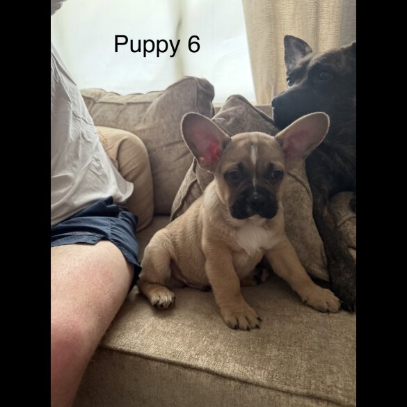 German Shepherd (Alsatian)