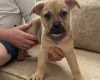 German Shepherd (Alsatian)