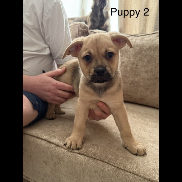 German Shepherd (Alsatian)