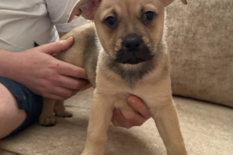 German Shepherd (Alsatian)