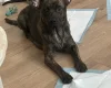 German Shepherd (Alsatian)