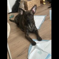 German Shepherd (Alsatian)