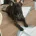 German Shepherd (Alsatian)