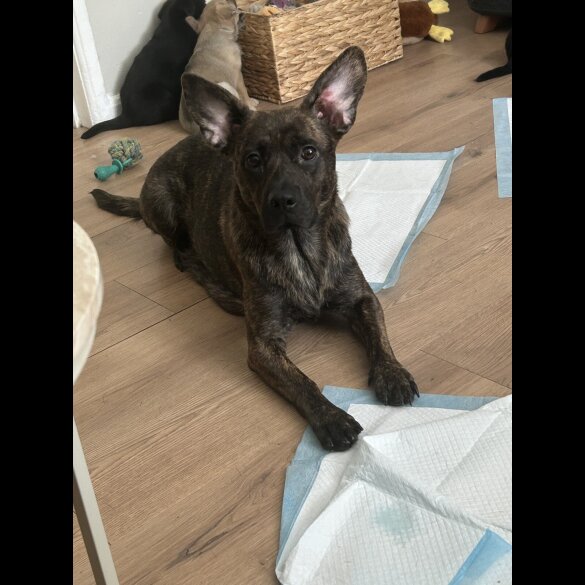 German Shepherd (Alsatian)