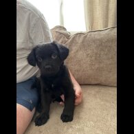 German Shepherd (Alsatian)