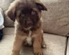 German Shepherd (Alsatian)