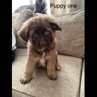 German Shepherd (Alsatian)