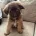 German Shepherd (Alsatian)