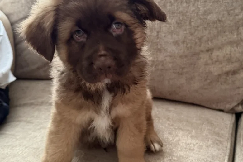 German Shepherd (Alsatian)