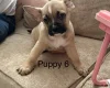 German Shepherd (Alsatian)