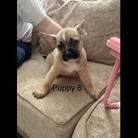 German Shepherd (Alsatian)