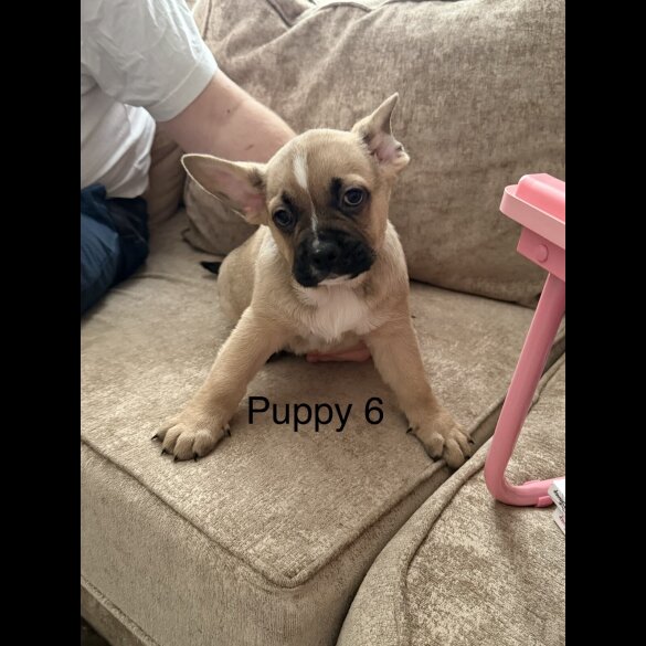 German Shepherd (Alsatian)