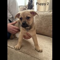 German Shepherd (Alsatian)