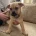 German Shepherd (Alsatian)