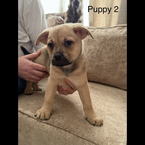 German Shepherd (Alsatian)