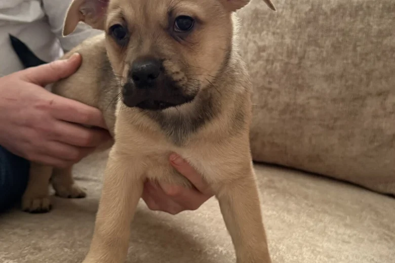 German Shepherd (Alsatian)
