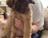 German Shepherd (Alsatian)