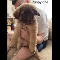 German Shepherd (Alsatian)