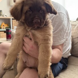 German Shepherd (Alsatian)