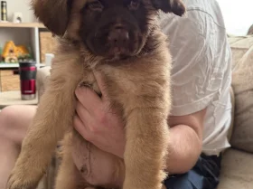 German Shepherd (Alsatian)