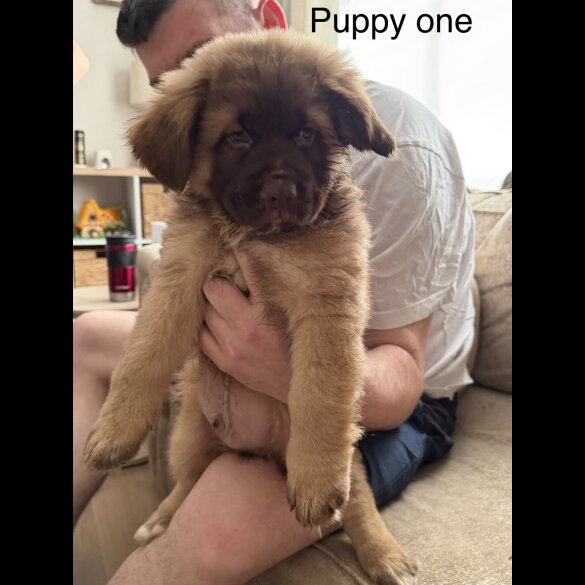 German Shepherd (Alsatian)