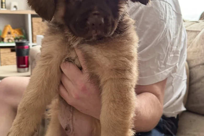 German Shepherd (Alsatian)