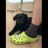 German Shepherd (Alsatian)